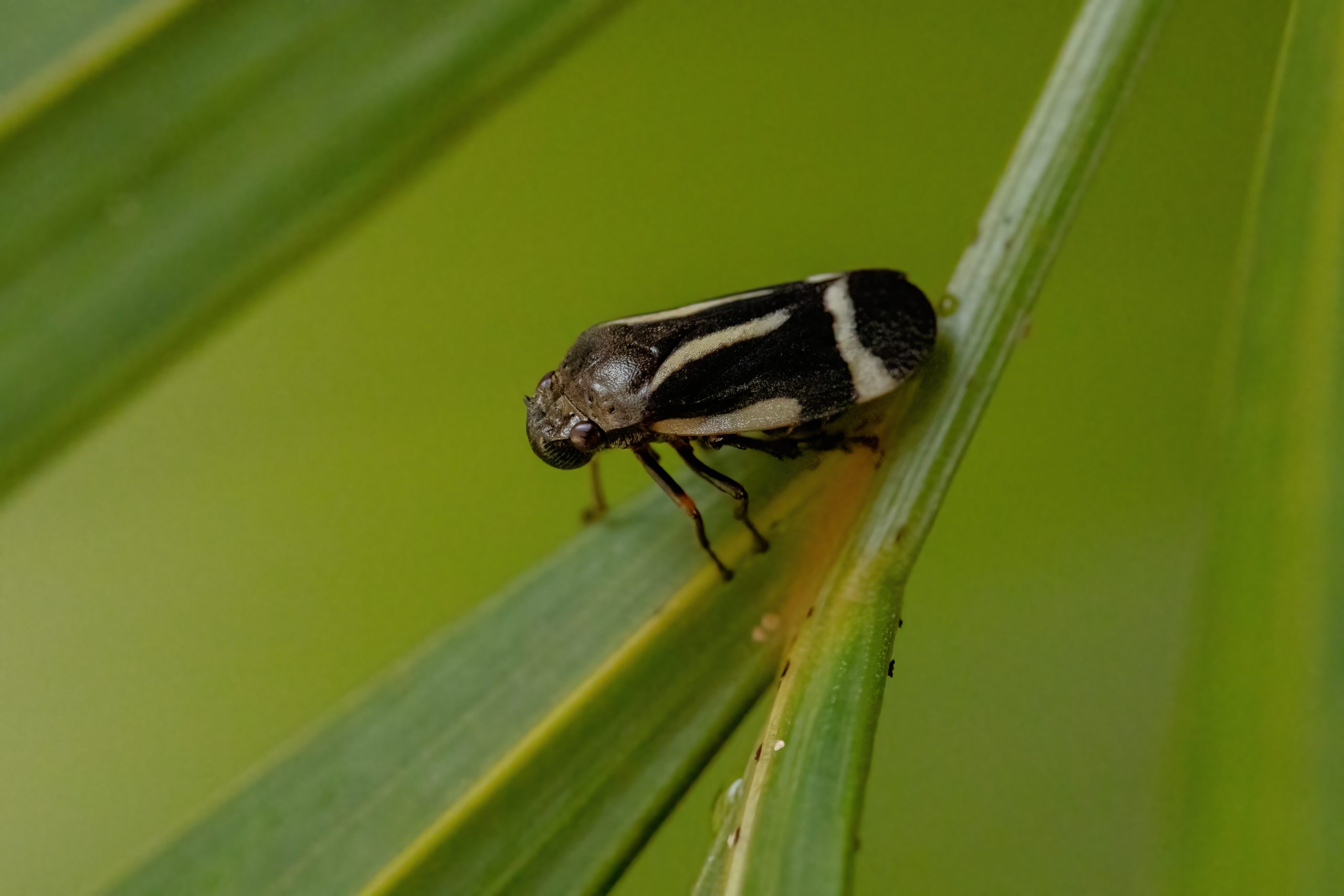 Ecometa Power
